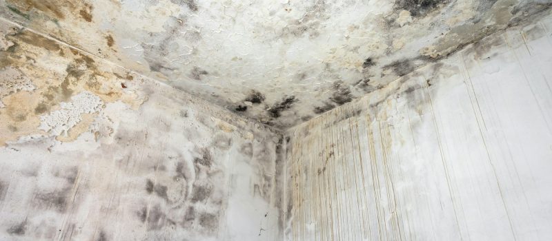 Fungal mold on an interior wall