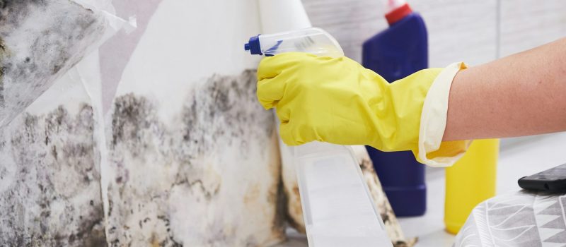 Housekeeper's Hand With Glove Cleaning Mold From Wall With Sponge And Spray Bottle